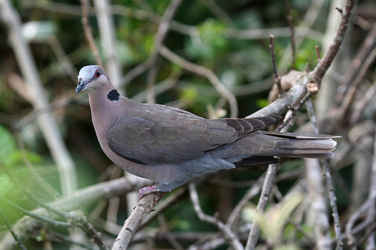 Red-eyed Dove - ML616851685