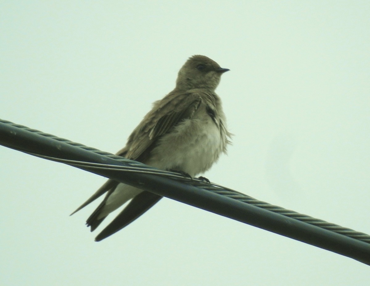 Northern Rough-winged Swallow - ML616851713