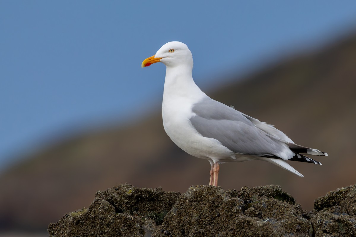 European Herring Gull - Alexis Lours