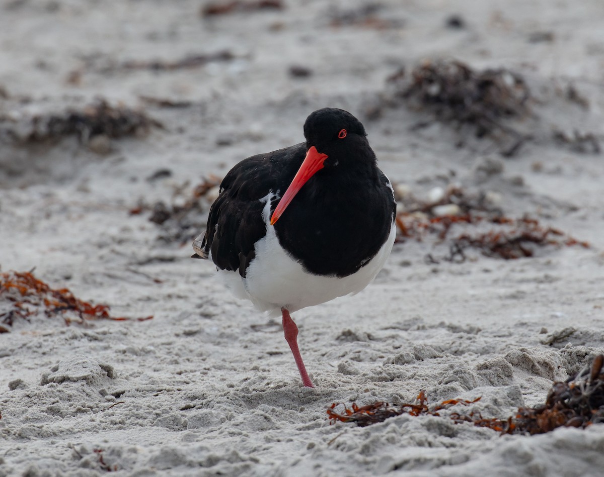 Pied Oystercatcher - ML616851880