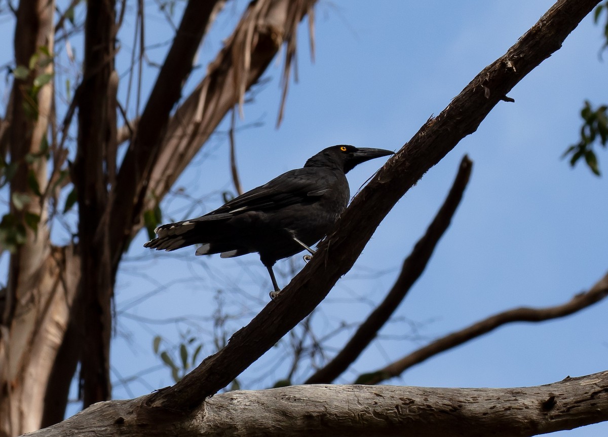 Black Currawong - ML616851887