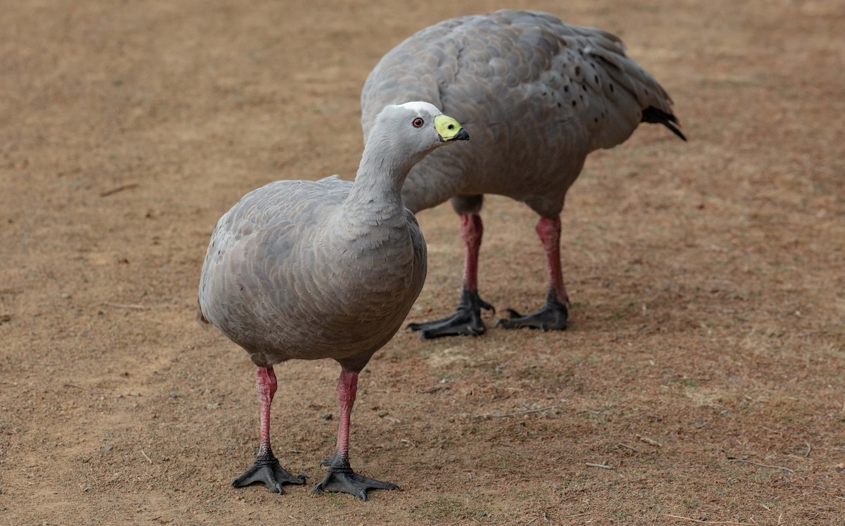 Cape Barren Goose - ML616851891