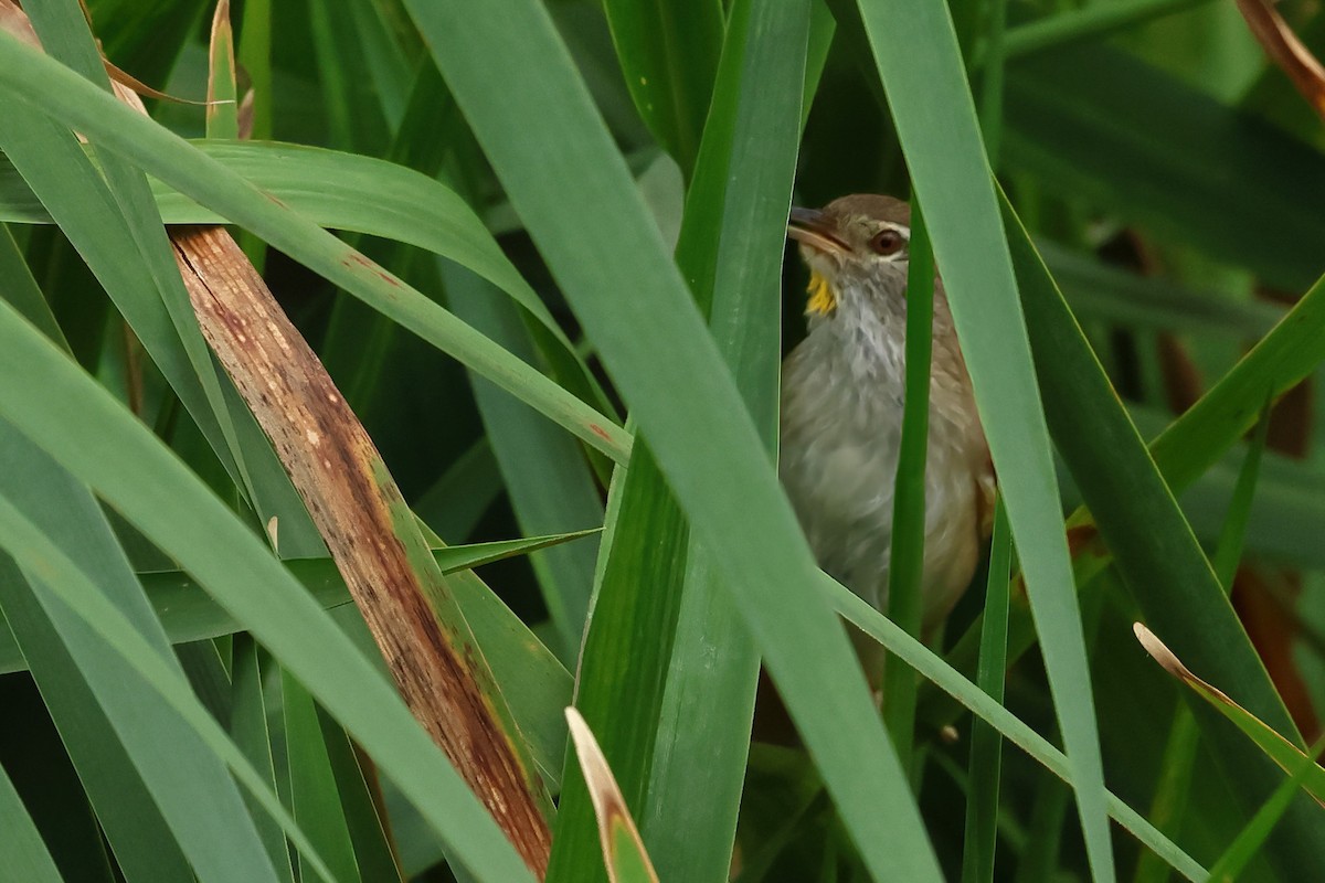 Sulphur-bearded Reedhaunter - ML616851893