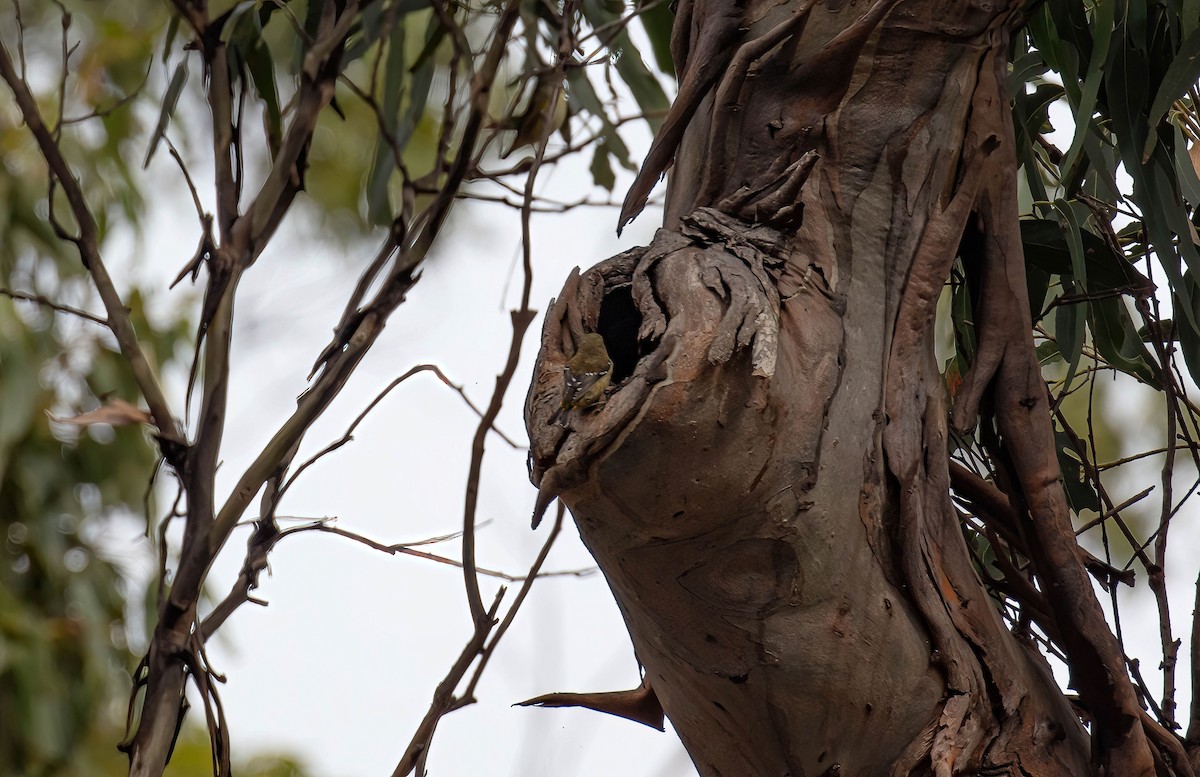 Forty-spotted Pardalote - ML616851910