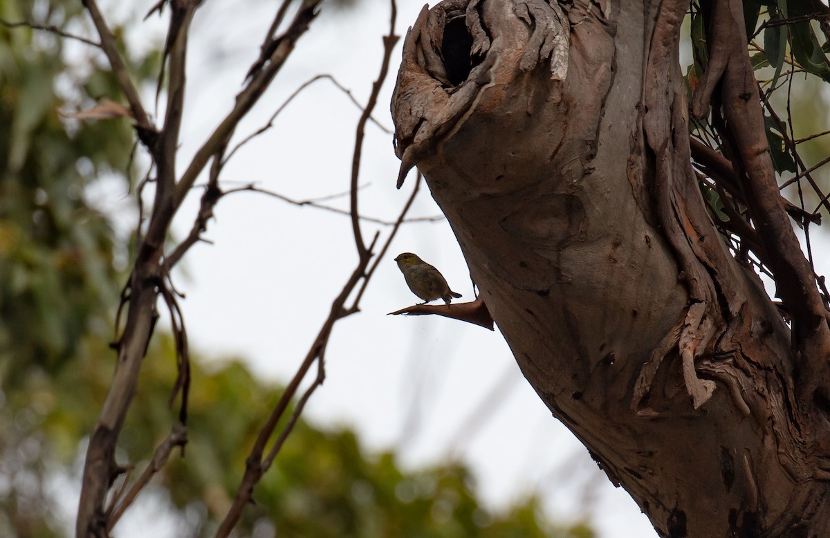 Forty-spotted Pardalote - ML616851911