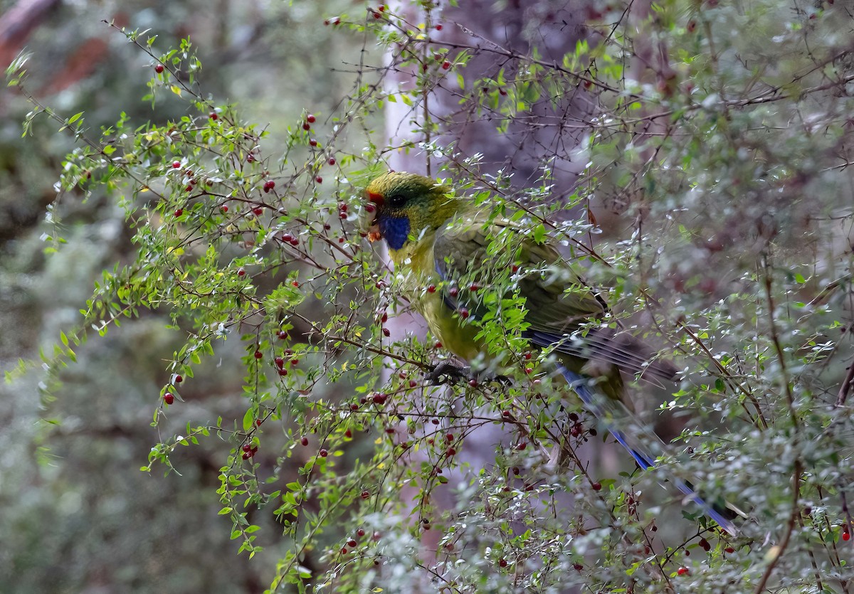 Green Rosella - ML616851917