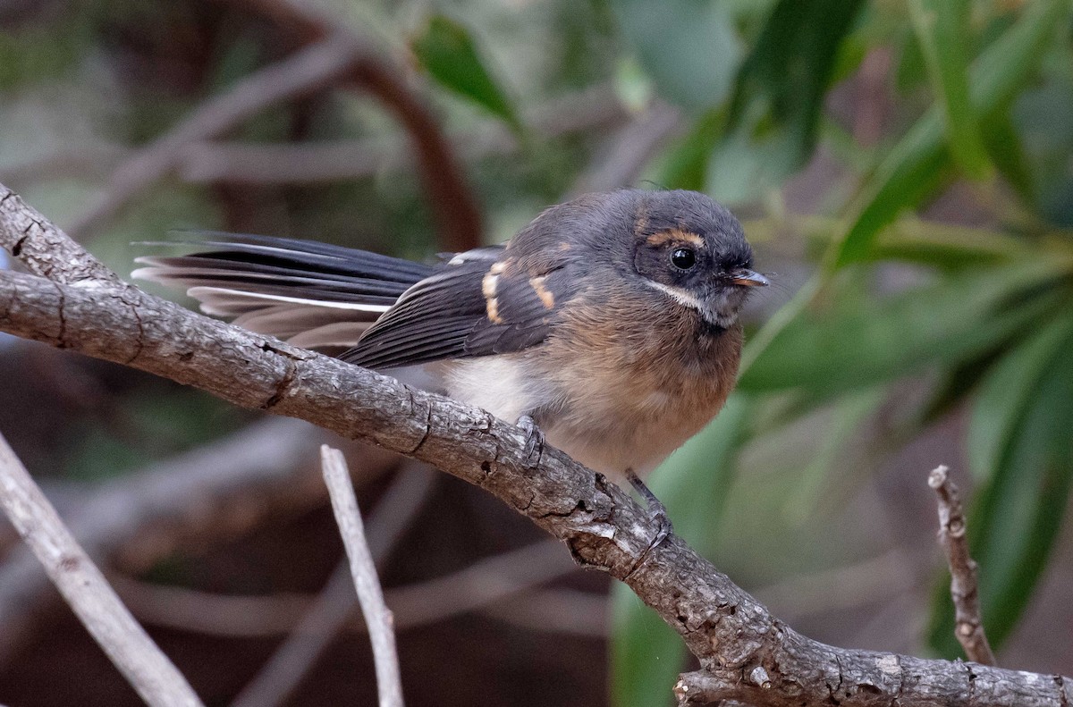 Gray Fantail (albiscapa) - Hickson Fergusson