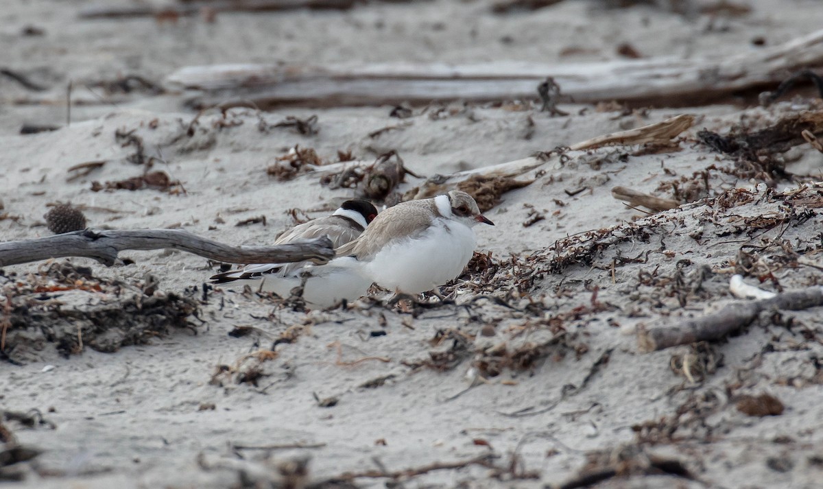 Hooded Plover - ML616851930