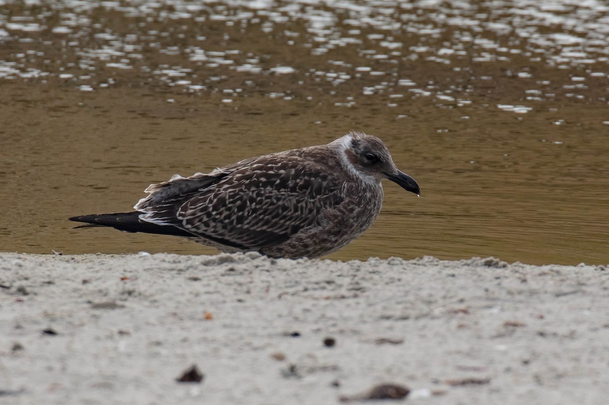 Kelp Gull - ML616851934