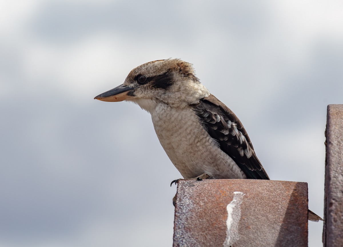 Laughing Kookaburra - ML616851935