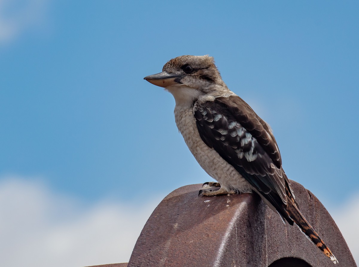 Laughing Kookaburra - ML616851936