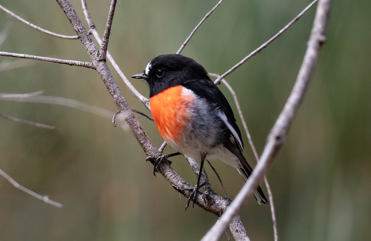 Scarlet Robin - Hickson Fergusson