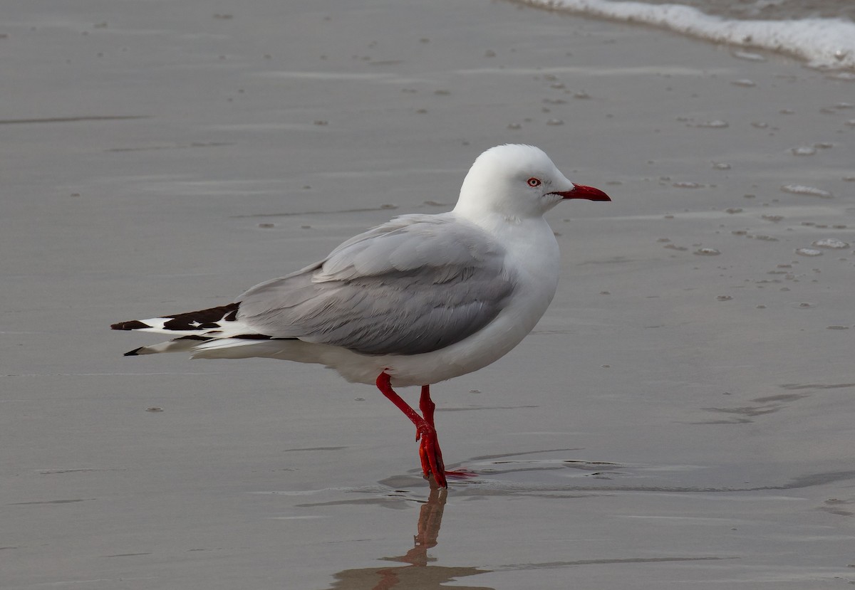 Silver Gull (Silver) - ML616851947