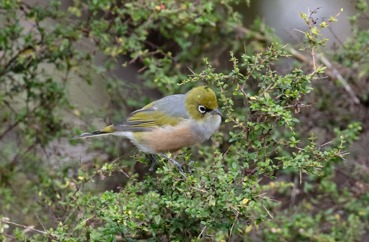 Silvereye - ML616851951