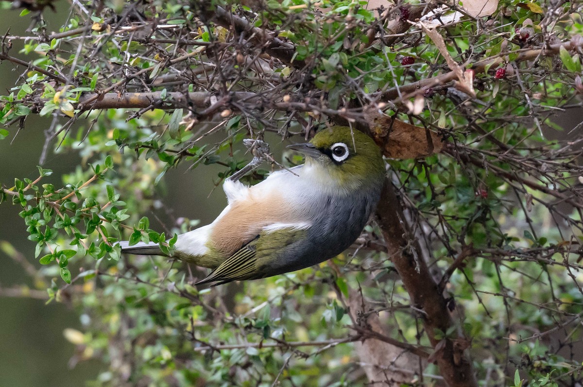 Silvereye - ML616851952