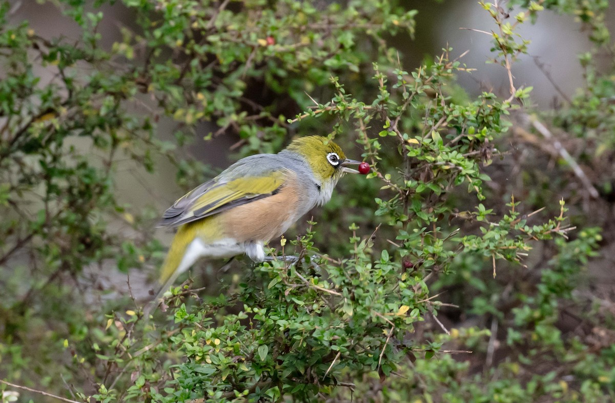 Silvereye - ML616851953