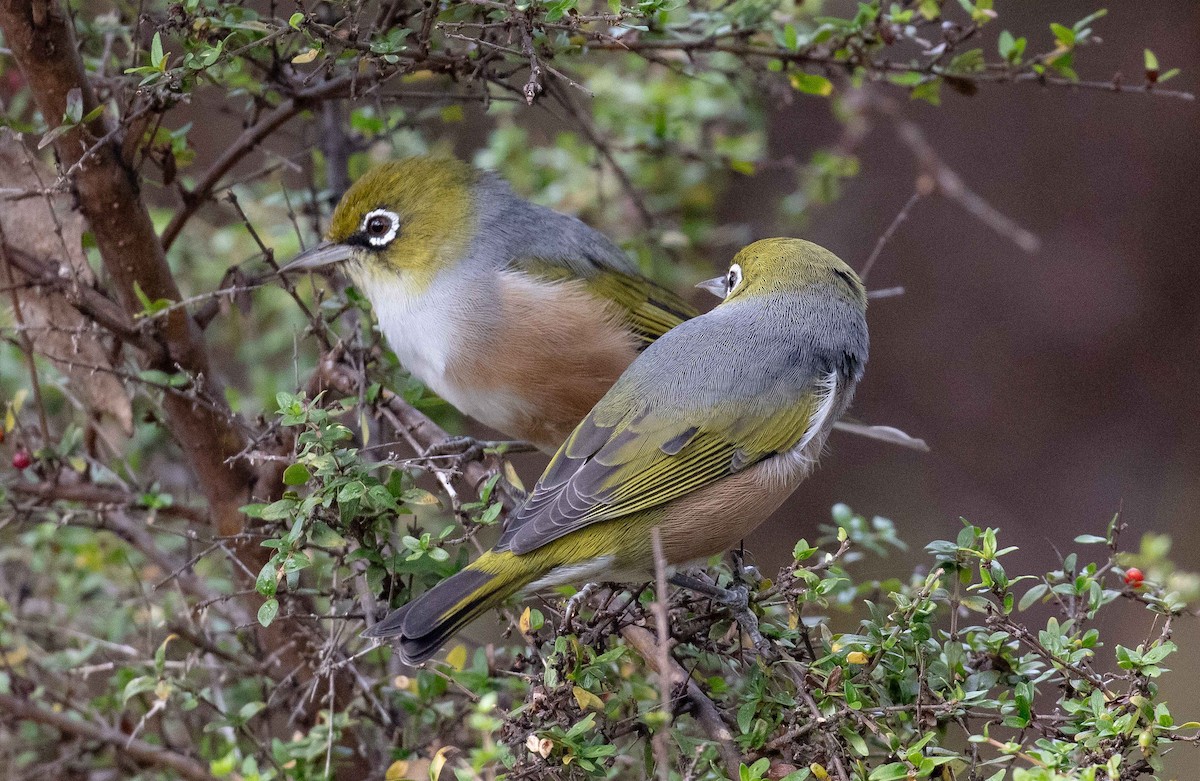 Silvereye - ML616851954