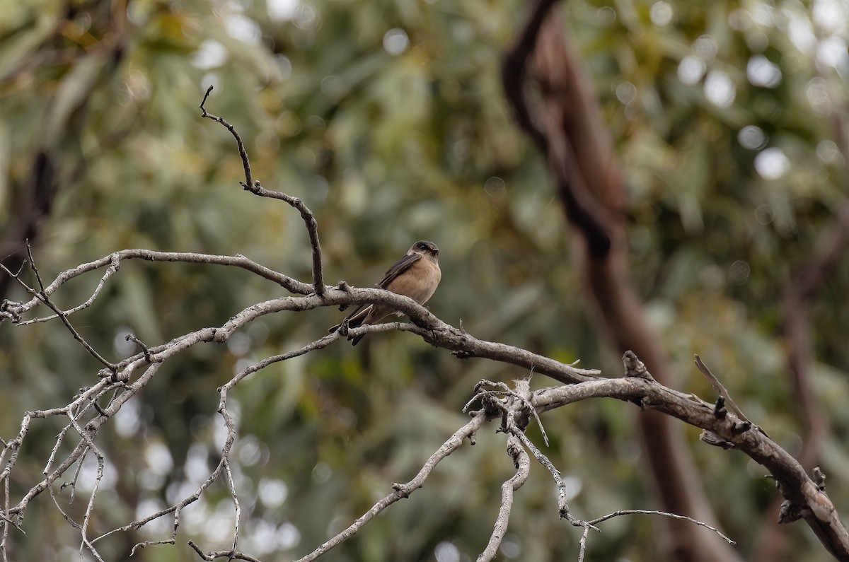 Tree Martin - ML616851956