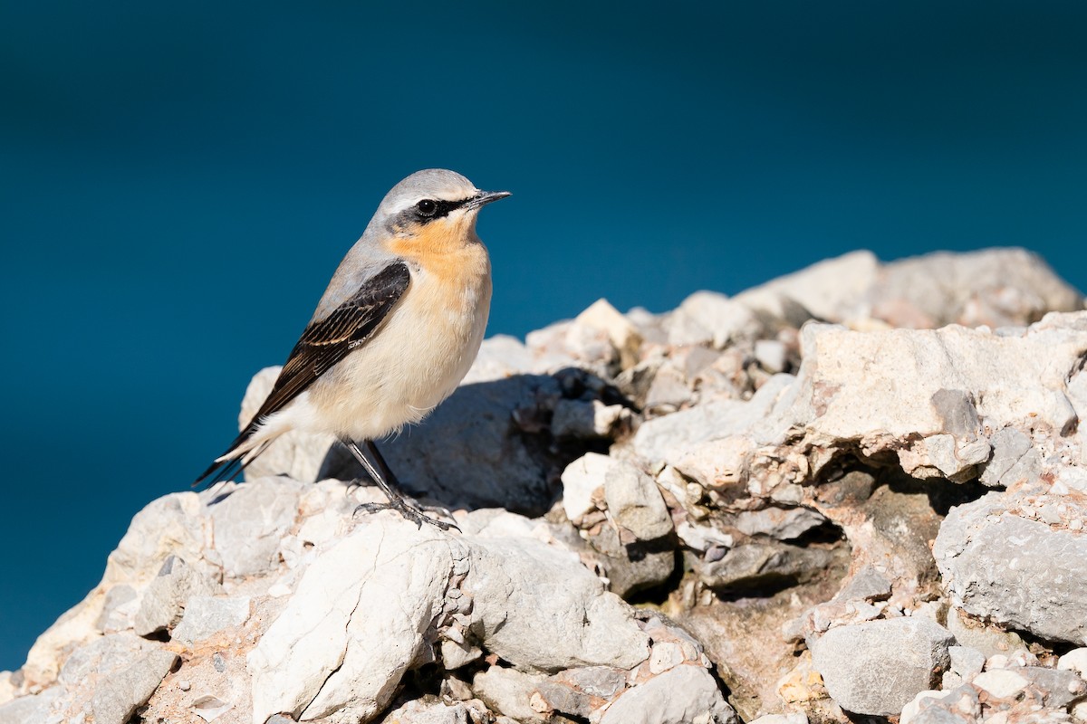 Northern Wheatear - ML616851961