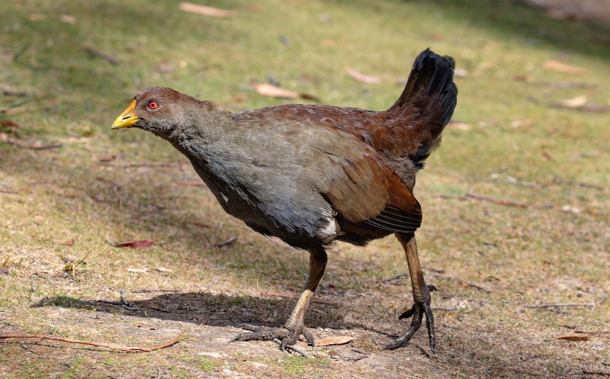 Tasmanian Nativehen - ML616851966