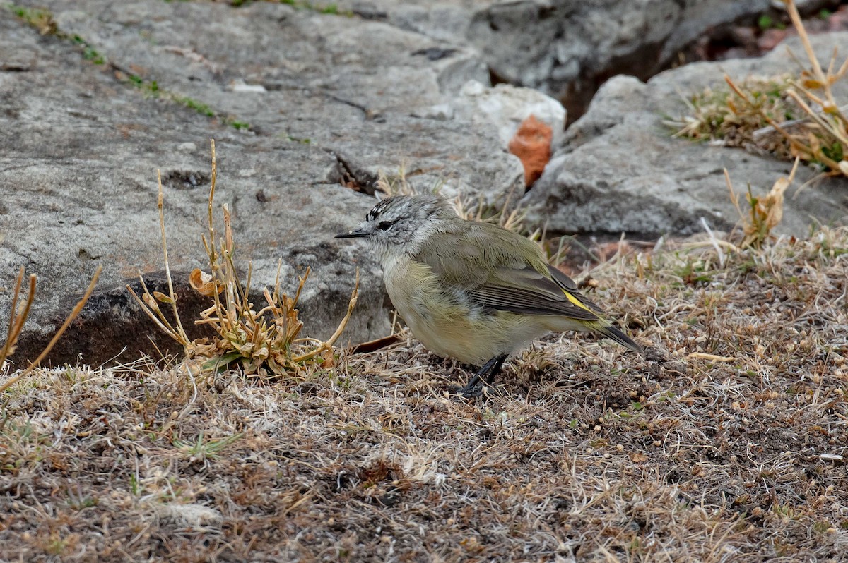 Yellow-rumped Thornbill - ML616851977