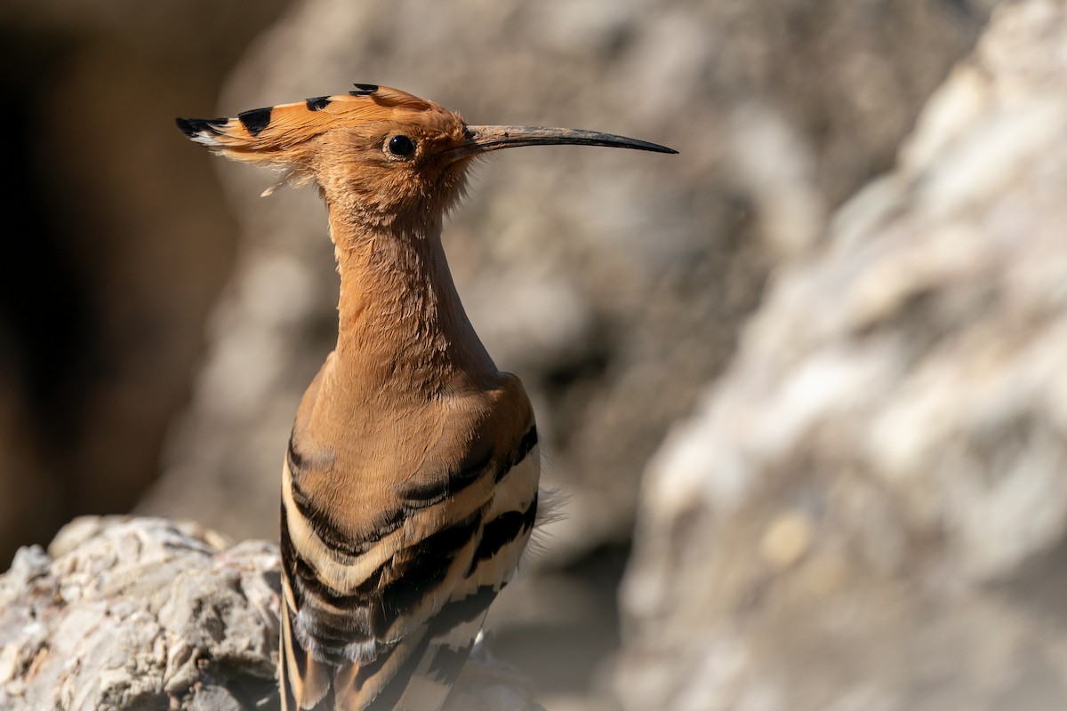 Eurasian Hoopoe - ML616851983