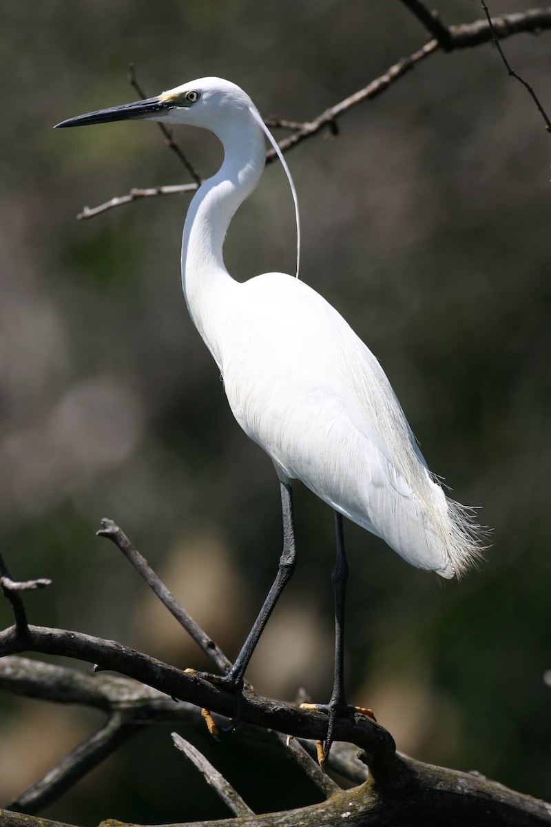 Хурган дэглий - ML616851991