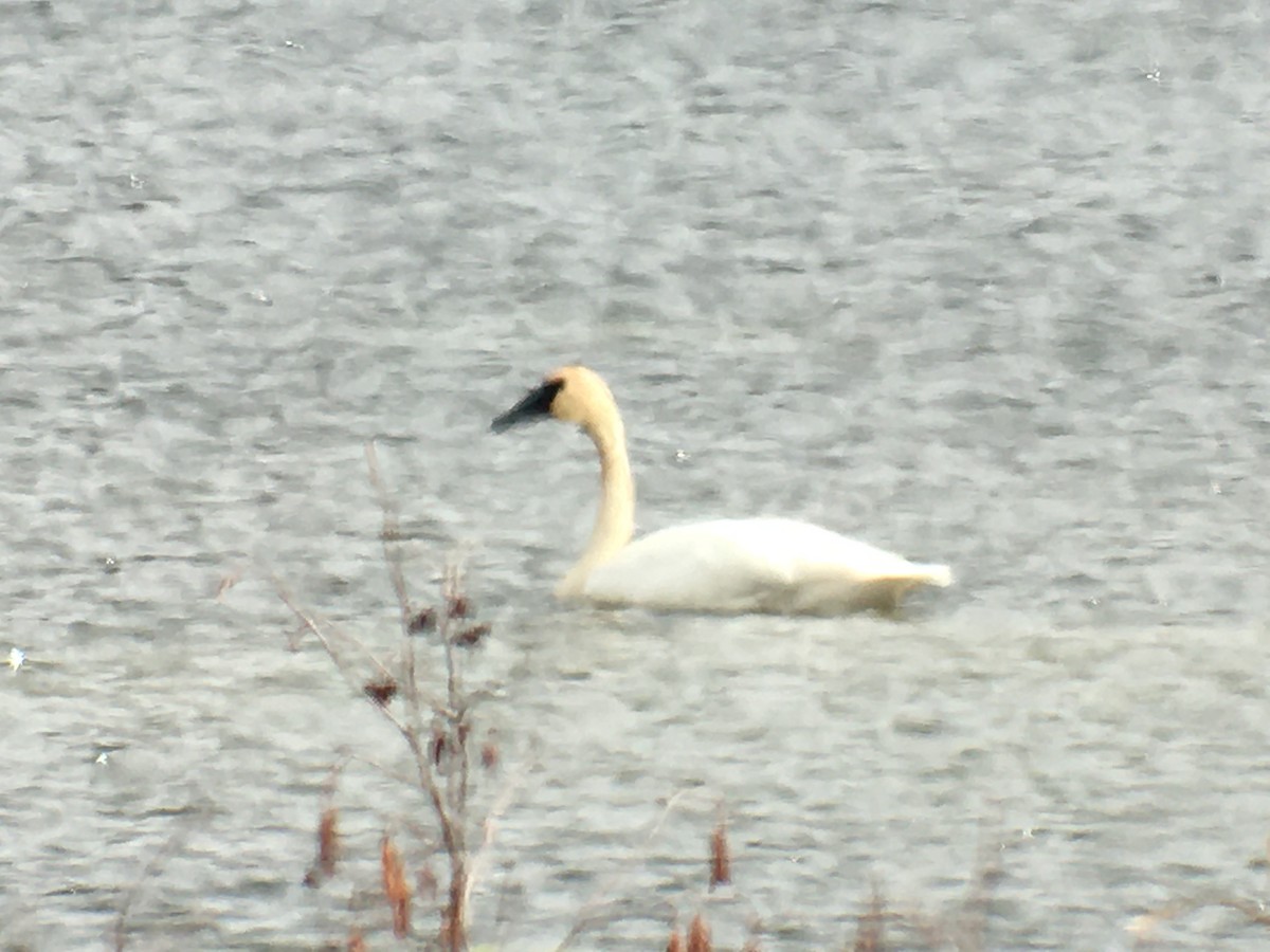 Trumpeter Swan - Langis Sirois