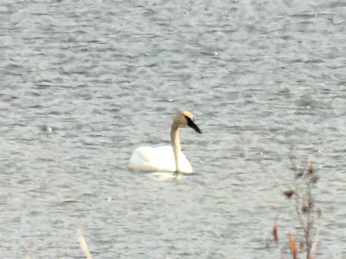 Trumpeter Swan - Langis Sirois