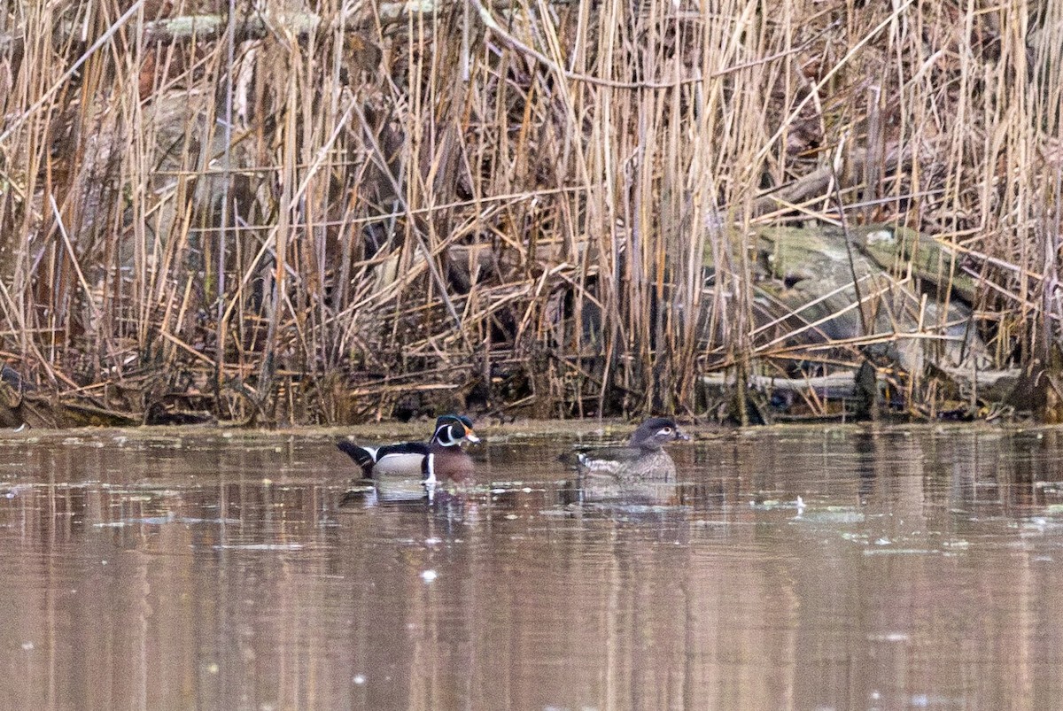 Wood Duck - ML616852072