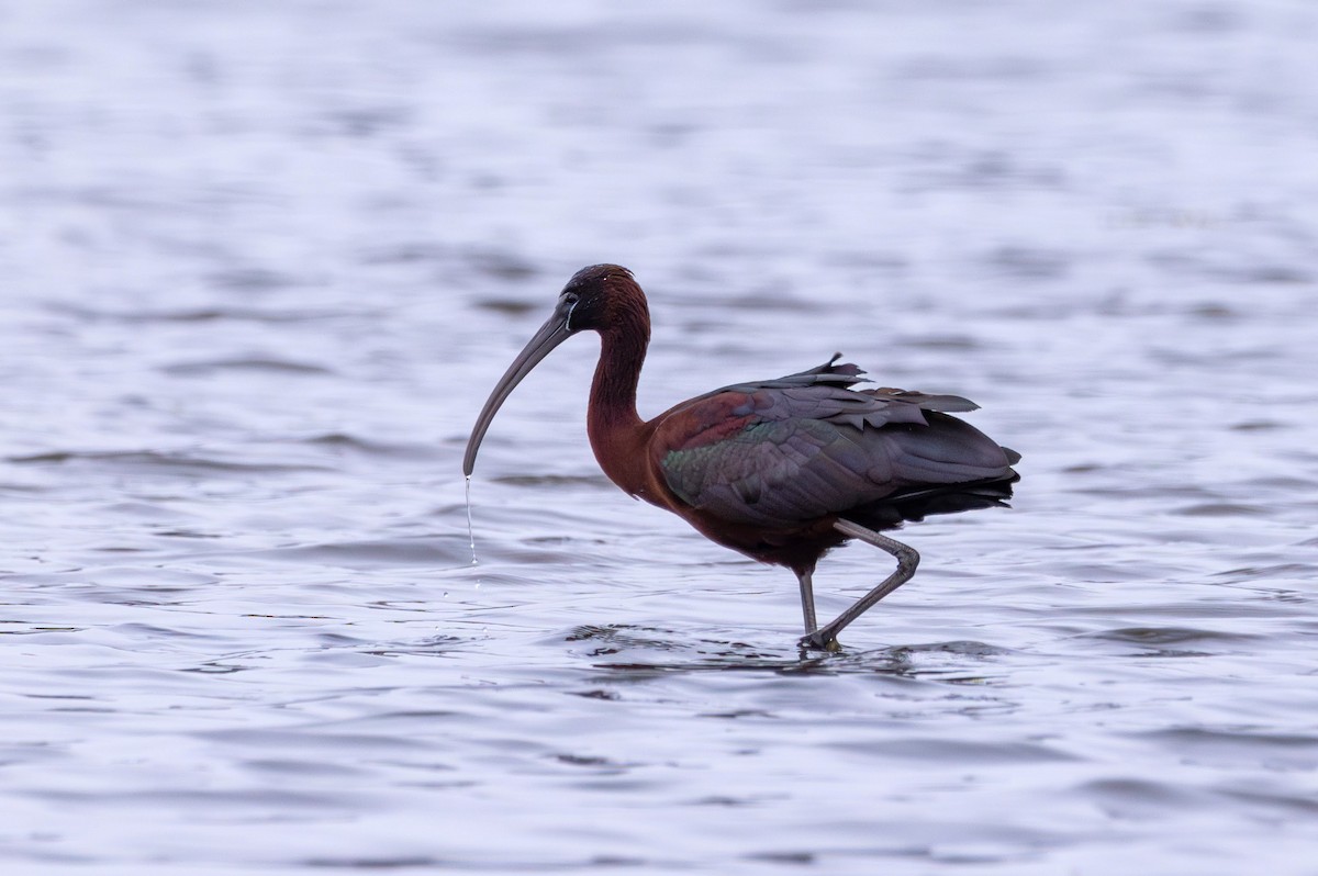 Glossy Ibis - Stinky Bird