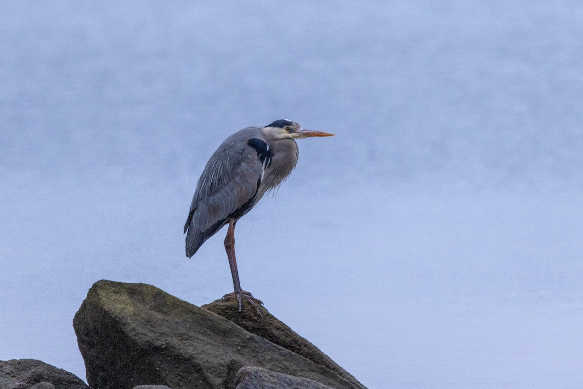 Great Blue Heron - Stinky Bird