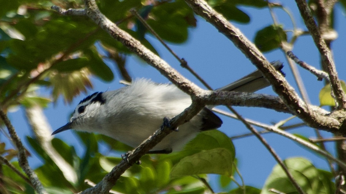 White-browed Gnatcatcher - ML616852164