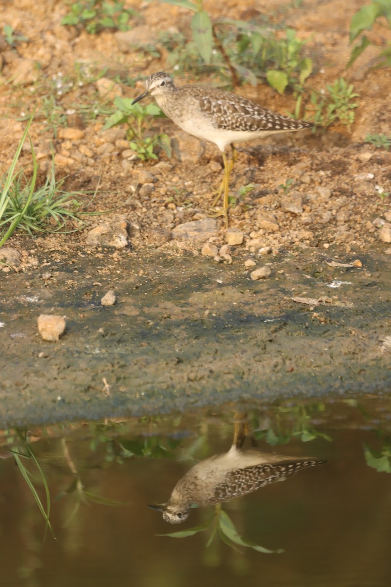 Wood Sandpiper - ML616852177