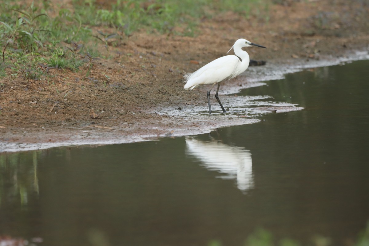 Little Egret - ML616852181