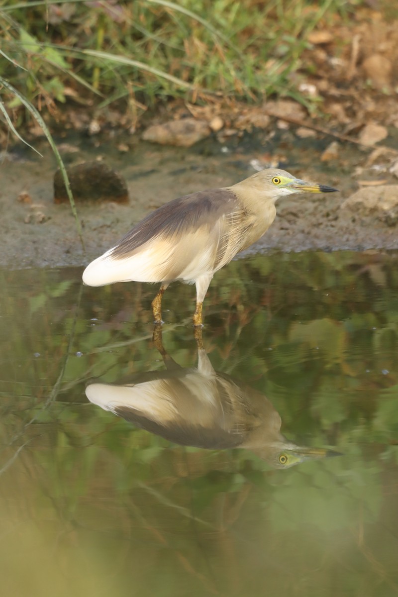 Indian Pond-Heron - PRABHAKAR GUJJARAPPA