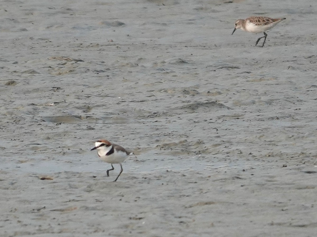 Kentish Plover - ML616852275