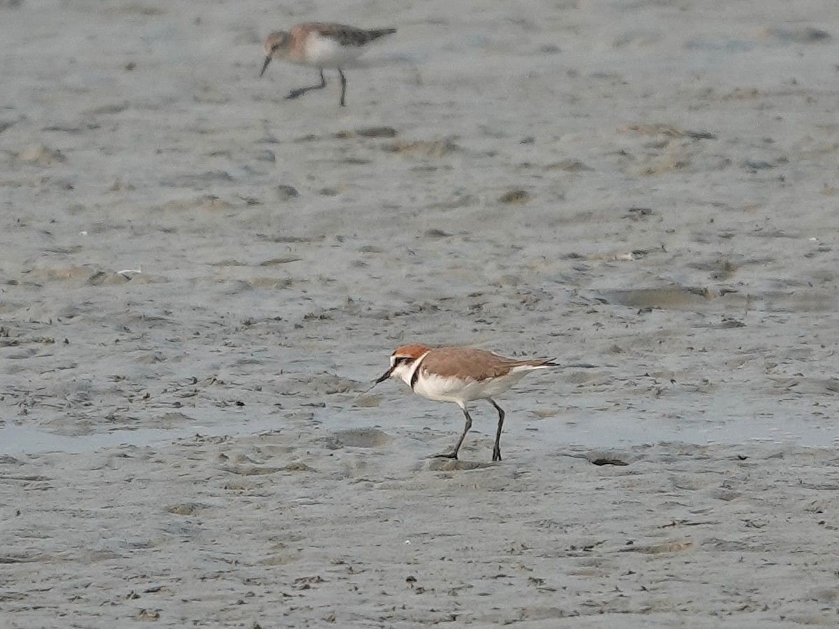 Kentish Plover - ML616852276