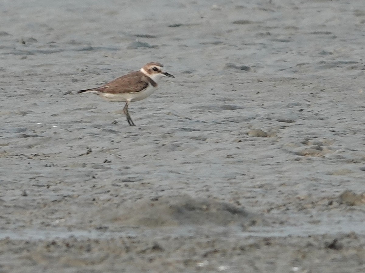 Kentish Plover - ML616852277