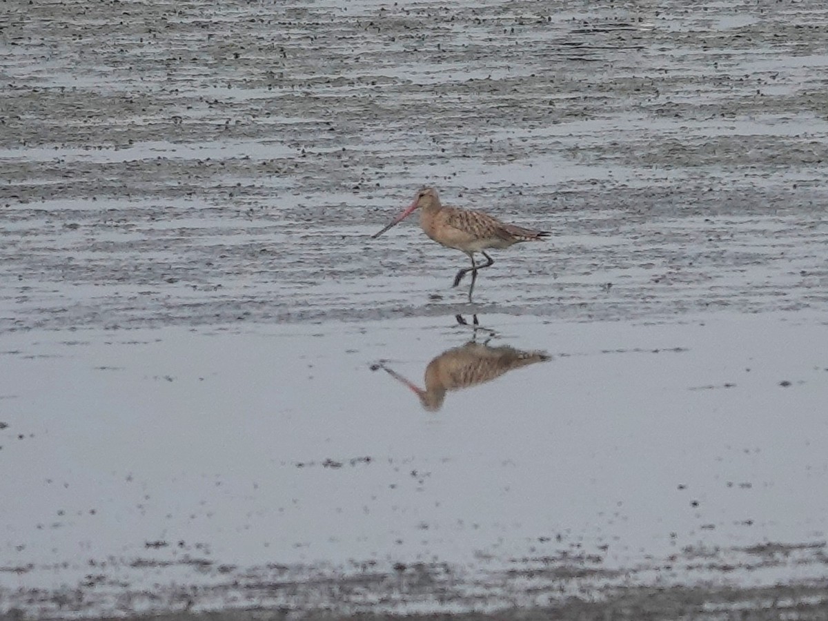 Black-tailed Godwit - ML616852301