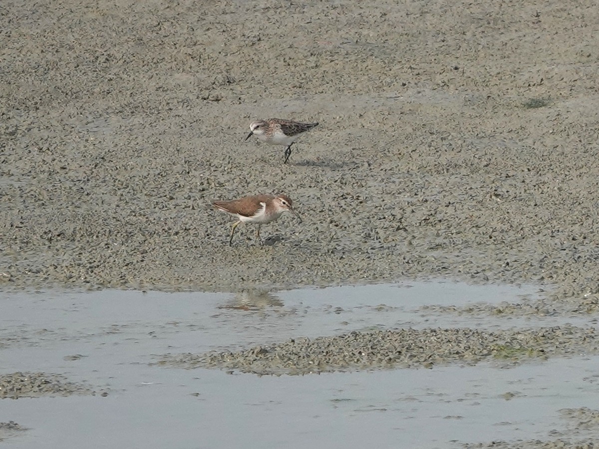 Common Sandpiper - ML616852308