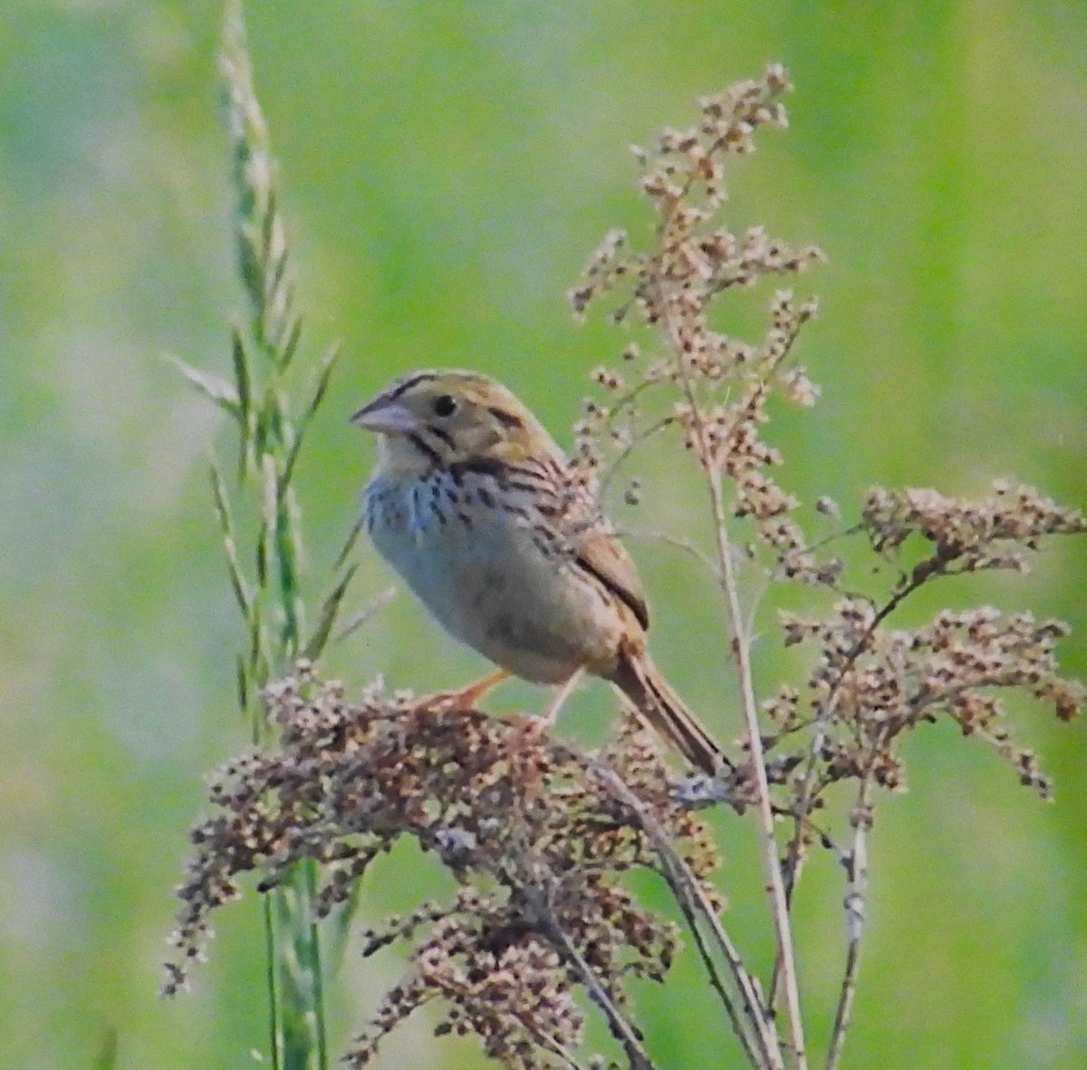 Henslow's Sparrow - Vicky and Richard Smith