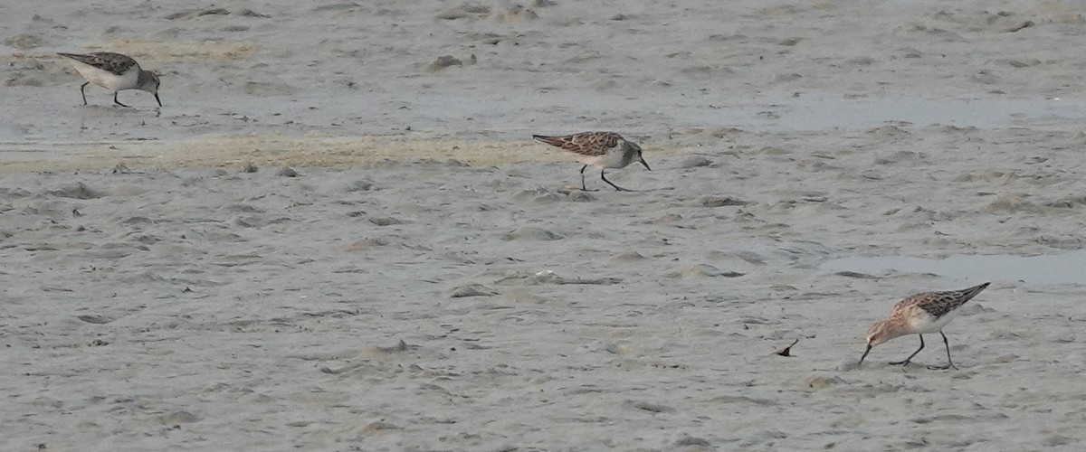 Little Stint - ML616852337