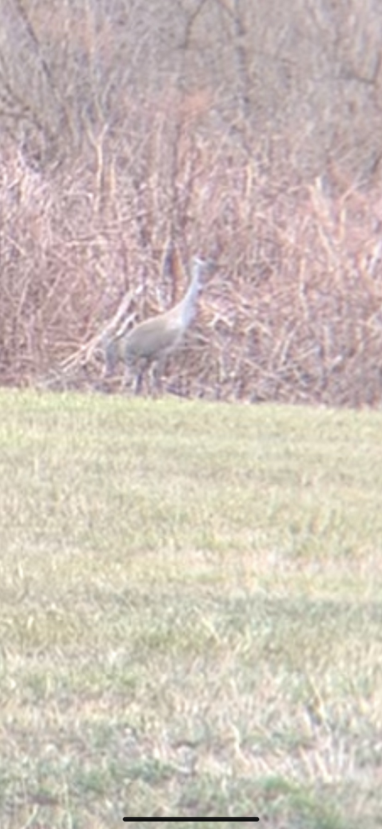 Sandhill Crane - ML616852339