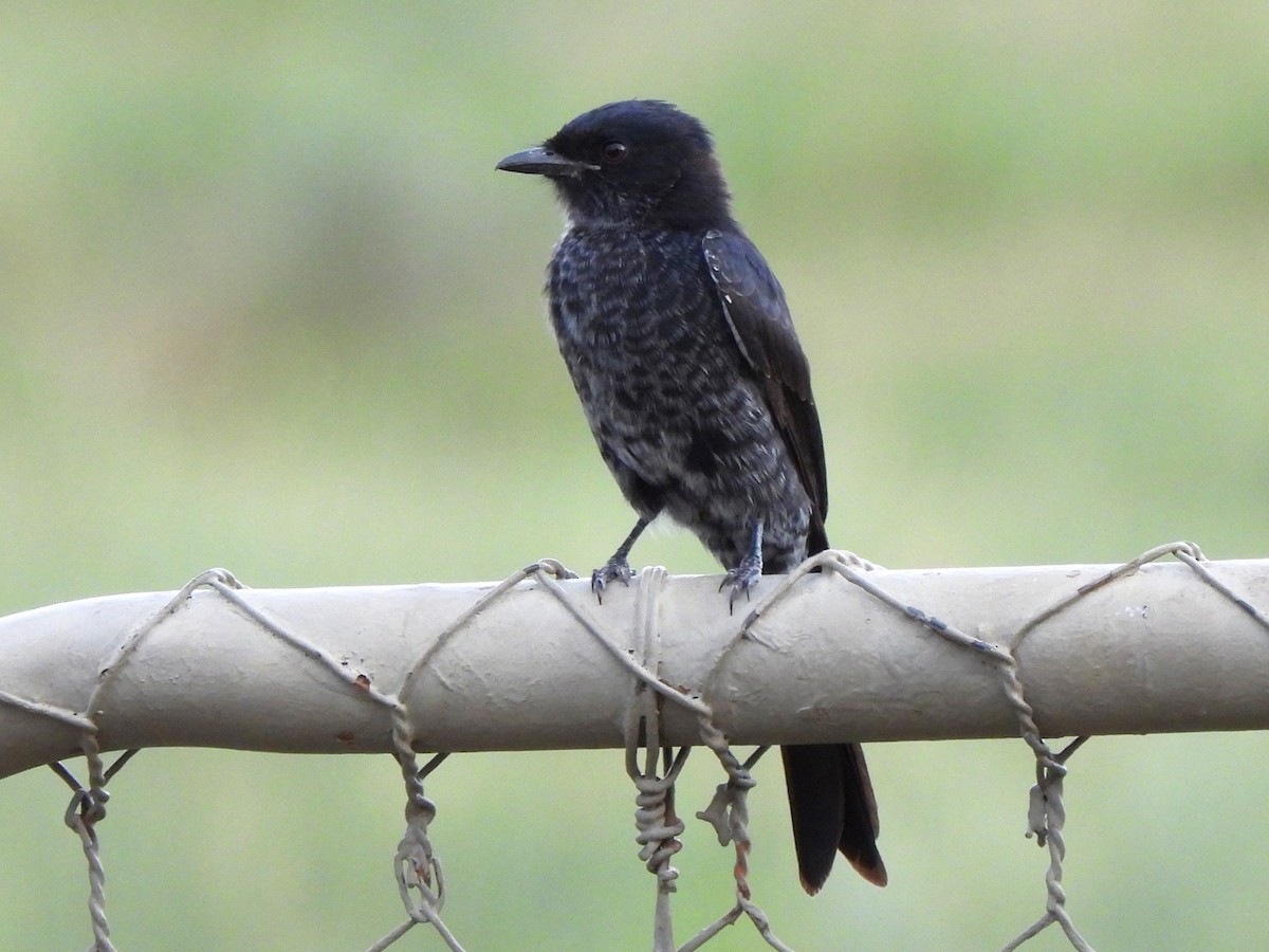 Fork-tailed Drongo - ML616852342