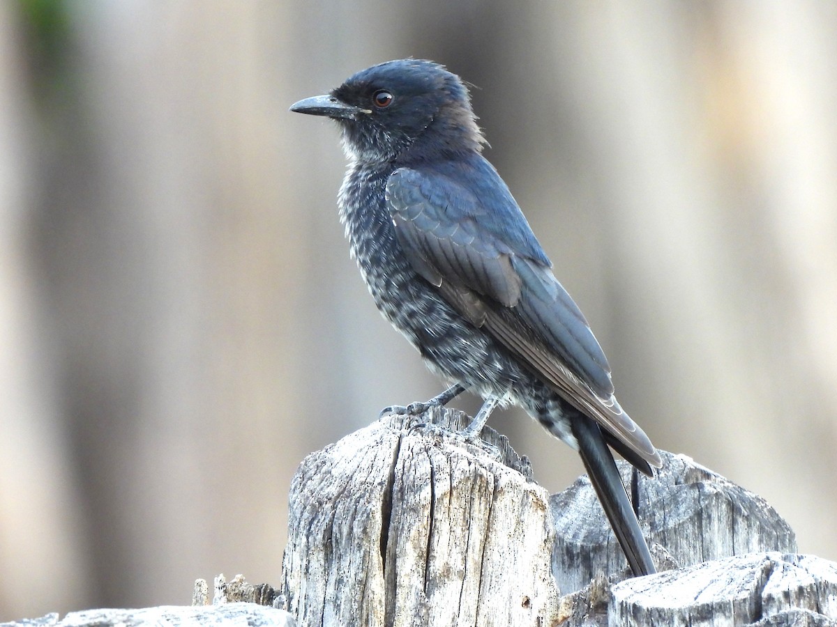Fork-tailed Drongo - ML616852343