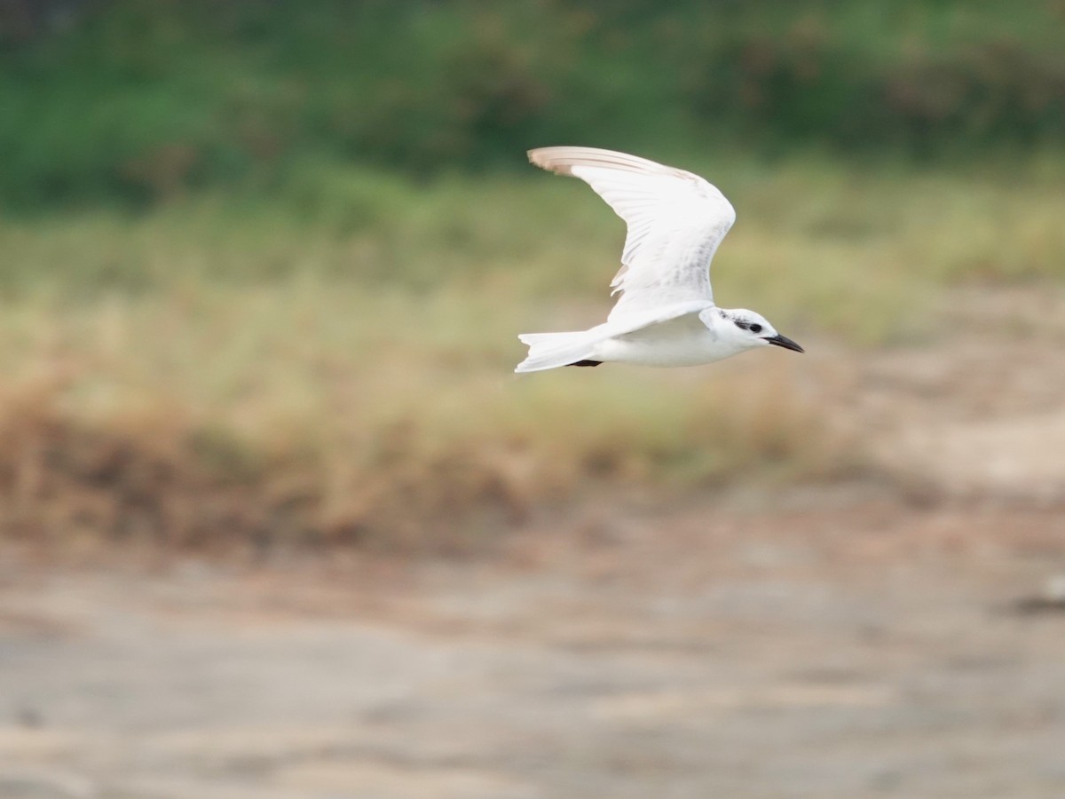 Gull-billed Tern - ML616852358