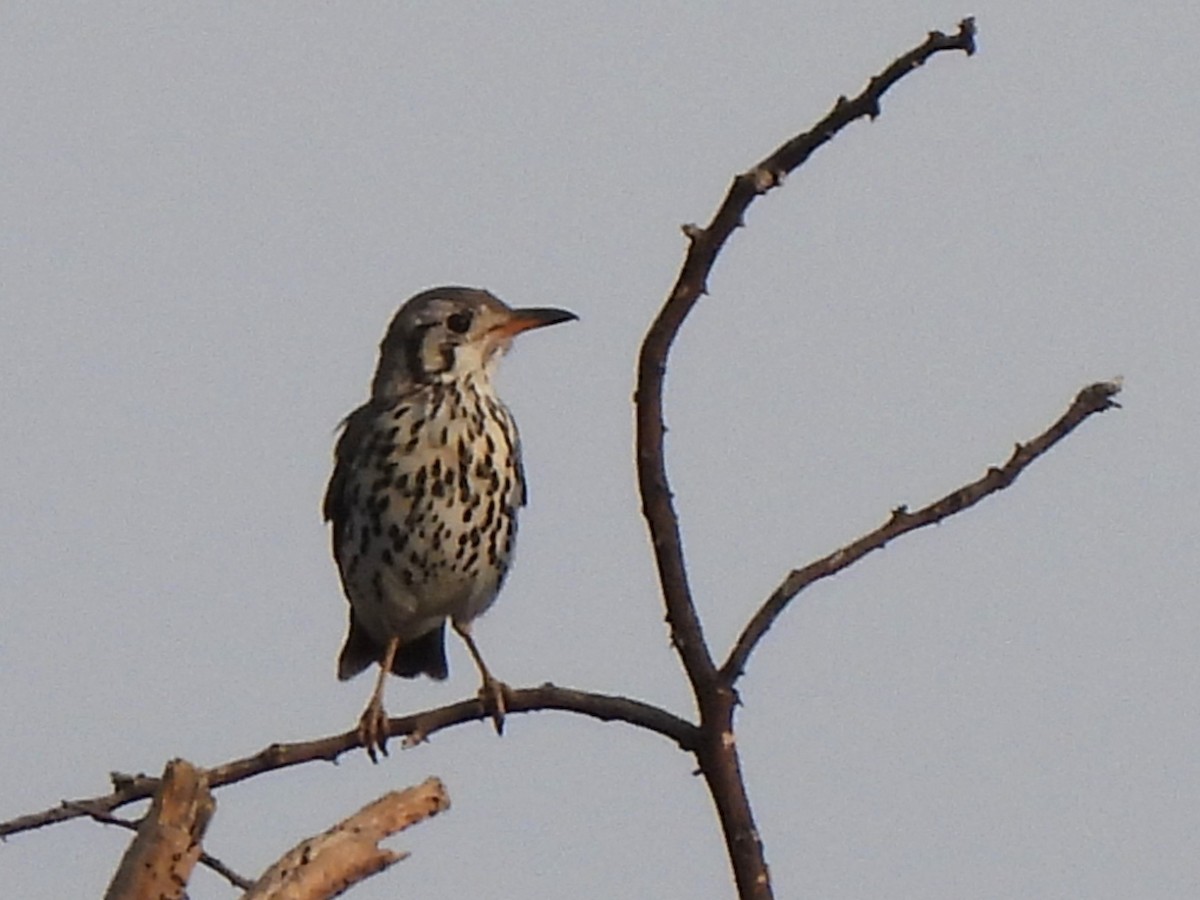 Groundscraper Thrush - ML616852360