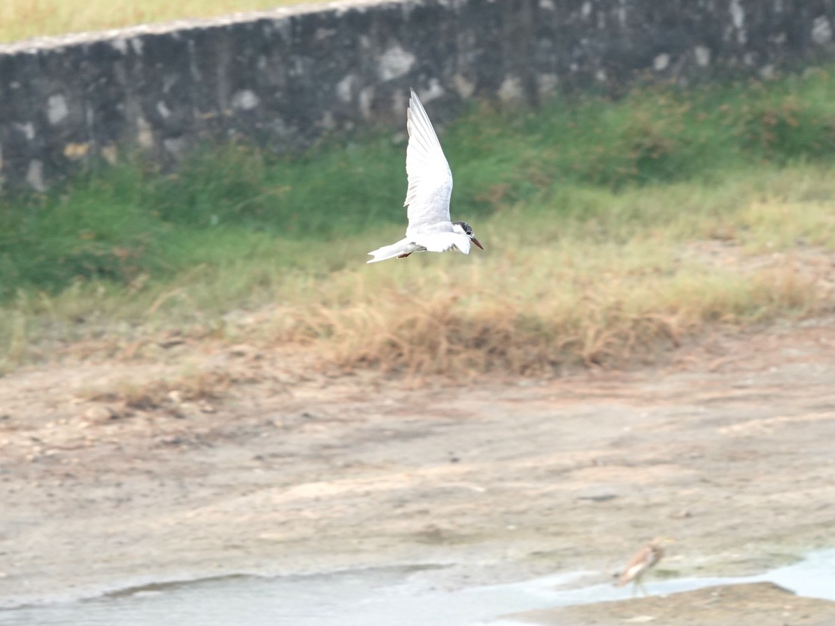 Whiskered Tern - ML616852362