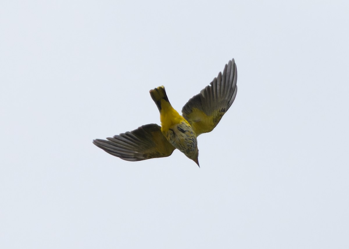 Black-naped Oriole (East Asian) - ML616852369